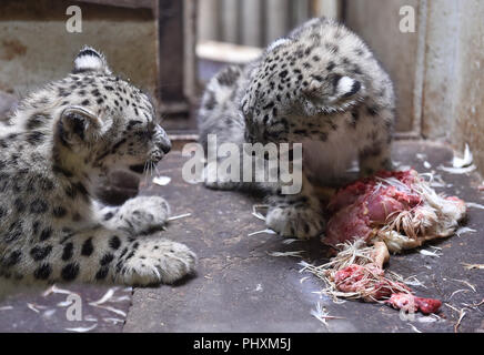 Jihlava, Repubblica Ceca. 02Sep, 2018. Un snow leopard (Panthera uncia) è visto in Jihlava Zoo, nella Repubblica Ceca il 2 settembre 2018. Credito: Lubos Pavlicek/CTK foto/Alamy Live News Foto Stock