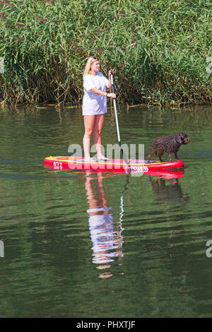 Turkton, Bournemouth, Dorset, Regno Unito. 3 settembre 2018. Tempo in Gran Bretagna: Bella giornata di sole caldo come i visitatori meandri lungo il fiume Stour a Tuckton. Paddleboard giovane donna con paddle board cane su paddleboard paddle board - paddleboarder paddle boarder. Credit: Carolyn Jenkins/Alamy Live News Foto Stock