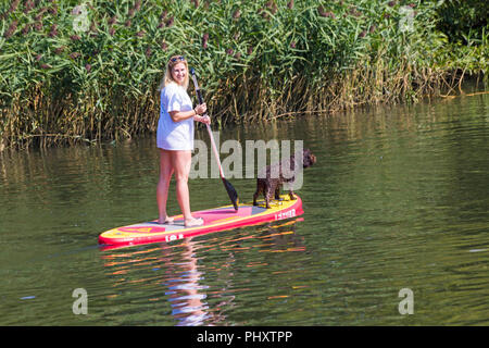 Turkton, Bournemouth, Dorset, Regno Unito. 3 settembre 2018. Tempo in Gran Bretagna: Bella giornata di sole caldo come i visitatori meandri lungo il fiume Stour a Tuckton. Paddleboard giovane donna con paddle board cane su paddleboard paddle board - paddleboarder paddle boarder. Credit: Carolyn Jenkins/Alamy Live News Foto Stock