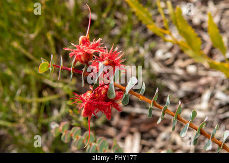 Verticordia grandis, Scarlet Featherflower Foto Stock