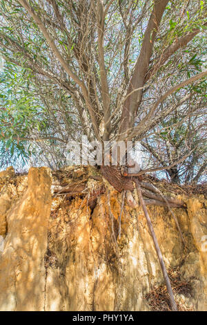 Albero con rami e radici sulla ripida scogliera Foto Stock