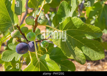 Il gruppo di figure come frutti pendenti al ramo di fig Foto Stock