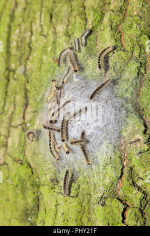 Processo di Quercia i bruchi in web sul tronco di quercia Foto Stock