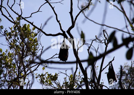 A testa grigia Flying Fox (Peteropus Poliocephalus) Colonia sono ' appollaiati in alberi Foto Stock
