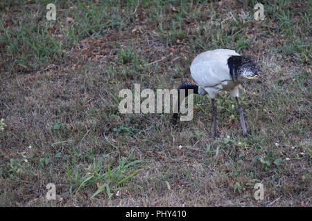 Australian White Ibis (Threskiomis Molucca) Foraggio Foto Stock