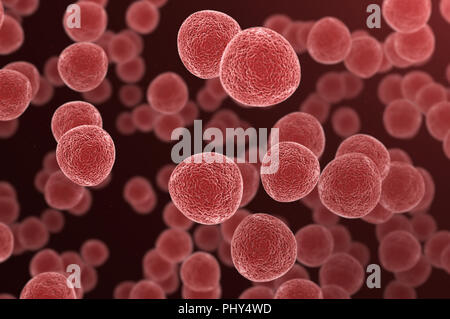 Rosso di cellule mutate sotto un microscopio Foto Stock