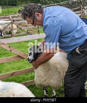 Moorcock mostrano, North Yorkshire. Spettacolo delle Pecore in Yorkshire Dales Foto Stock