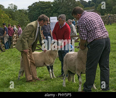 Moorcock mostrano, North Yorkshire. Spettacolo delle Pecore in Yorkshire Dales Foto Stock