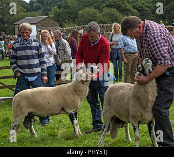 Moorcock mostrano, North Yorkshire. Spettacolo delle Pecore in Yorkshire Dales Foto Stock