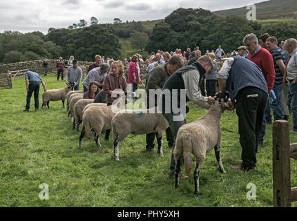 Moorcock mostrano, North Yorkshire. Spettacolo delle Pecore in Yorkshire Dales Foto Stock