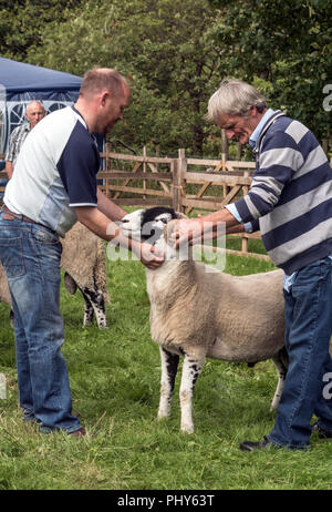 Moorcock mostrano, North Yorkshire. Spettacolo delle Pecore in Yorkshire Dales Foto Stock