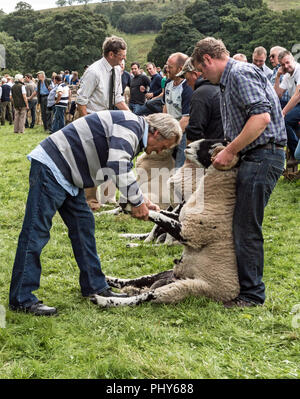 Moorcock mostrano, North Yorkshire. Spettacolo delle Pecore in Yorkshire Dales Foto Stock