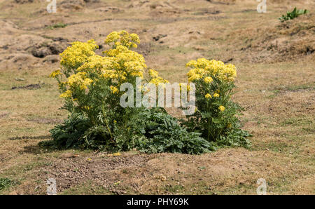 Comune di erba tossica (Senecio jacobaea) Foto Stock