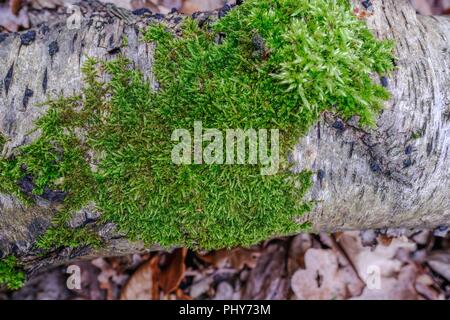 Primo piano della vibrante muschio verde che cresce su un argento ramo di betulla. Sfondo naturale shot. Foto Stock
