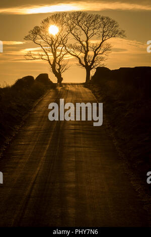 Due alberi su entrambi i lati di una strada rurale in Fife. Frosty strada con il sole che tramonta dietro gli alberi creando una silhoutte. Scozia Foto Stock