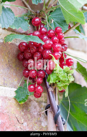 Primo piano di ripe rosse bacche di Ribes rubrum Redstart, ribes rosso Redstart Foto Stock