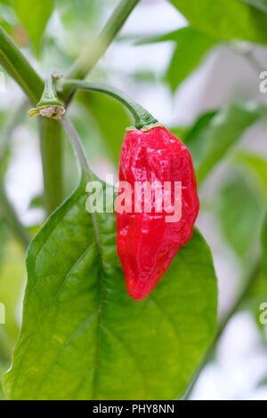 Close-up del frutto di Capsicum chinense 'Dorset Naga' il peperone peperoncino coltivazione in serra Foto Stock