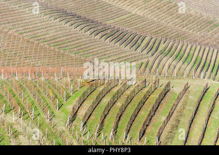 Vista panoramica del fresco raccolte di campi di uva in autunno a valle del Barolo Foto Stock