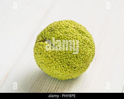 Frutta verde di maclura pomifera,osage orange,cavallo apple,adam Apple a crescere su bianco tavolo in legno. Frutta Maclura uso nella medicina alternativa,in particolare per il trattamento di giunti e sciatica. Spazio di copia Foto Stock