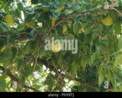 Frutta verde di maclura pomifera osage orange, cavallo apple, Adam's Apple a crescere nel selvaggio su albero. Frutta Maclura uso nella medicina alternativa, in particolare per il trattamento di giunti e sciatica. Spazio di copia Foto Stock