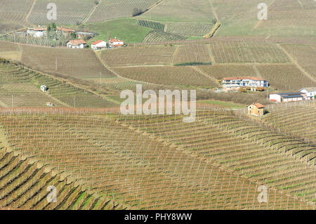 Vista panoramica del fresco raccolte di campi di uva in autunno a valle del Barolo Foto Stock