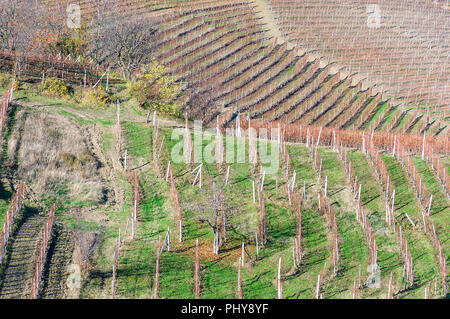 Vista panoramica del fresco raccolte di campi di uva in autunno a valle del Barolo Foto Stock