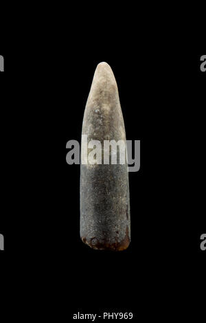 Fossilizzato belemnite guardia, o rostro, che è stato raccolto in prossimità della base del tappo d'oro nei pressi del borgo di Seatown nel Dorset England Regno Unito GB. Belemn Foto Stock