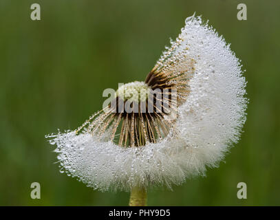 La rugiada su Dandilion Foto Stock