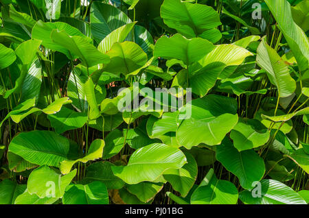 Verde foglie di banana Foto Stock