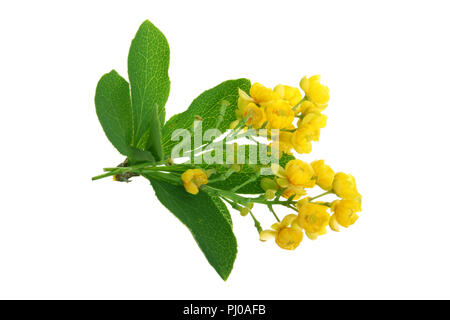 Fiori di barberries con foglie isolati su sfondo bianco. Foto Stock