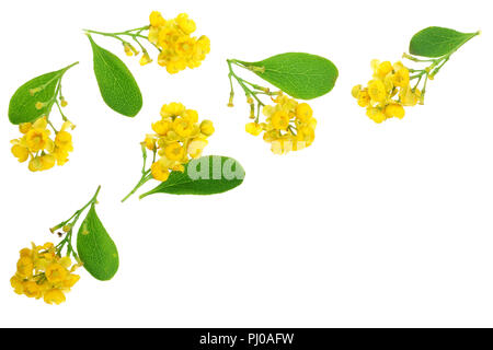 Fiori di barberries con foglie isolati su sfondo bianco. Foto Stock