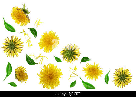 Tarassaco fiore o Taraxacum officinale isolato su sfondo bianco con copia spazio per il tuo testo. Vista dall'alto. Lay piatto Foto Stock