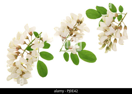 Fioritura acacia con foglie isolati su sfondo bianco, fiori di acacia, Robinia pseudoacacia . Acacia bianco Foto Stock