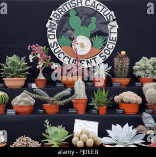 Vincitore del premio la visualizzazione di cactus e piante grasse al 2018 Southport Flower Show. Foto Stock