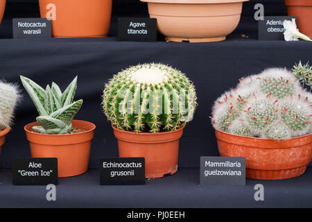 Vincitore del premio la visualizzazione di cactus e piante grasse al 2018 Southport Flower Show. Foto Stock