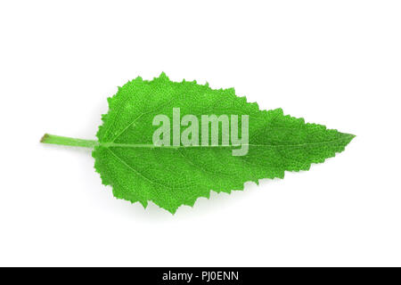 Foglie di salvia o Salvia officinalis isolati su sfondo bianco Foto Stock