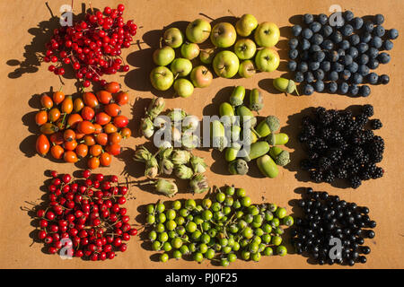 La raccolta di colori d'autunno bacche e frutta e noci disposti su una tavola di legno Foto Stock