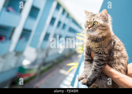 Fluffy tabby cat siede sulla rampa di un balcone (con l'aiuto del proprietario con le mani in mano) con un edificio multipiano in background. Foto Stock