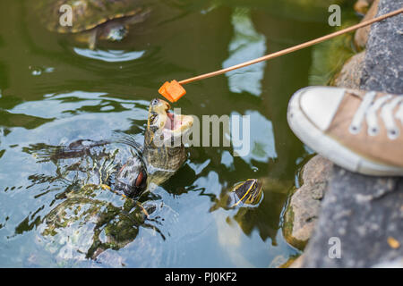 Bastoncini di tartaruga la sua testa fuori l'acqua cercando di prendere un pezzo di papaia imperniata su un lungo bastone di legno. Foto Stock