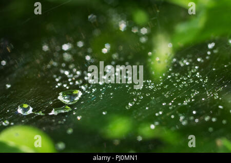 La bellissima natura lo sfondo con il fresco del mattino scende trasparente di acqua di pioggia su una foglia verde. Gocce di rugiada in sul web di un ragno, bella boke Foto Stock