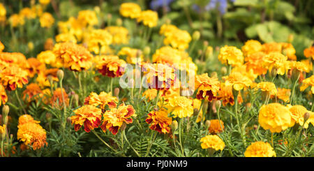 La luce del sole estivo scena: Bella Calendula fiori su erba verde dello sfondo. Ampio scenario Foto Stock