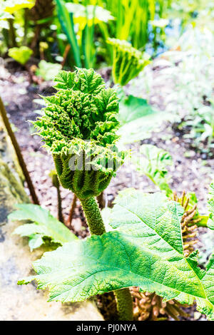 Gunnera tinctoria, rabarbaro gigante, cileno di rabarbaro, cileno pianta di rabarbaro, vegetali, piante, foglie, rabarbaro gigante vegetale, Foto Stock