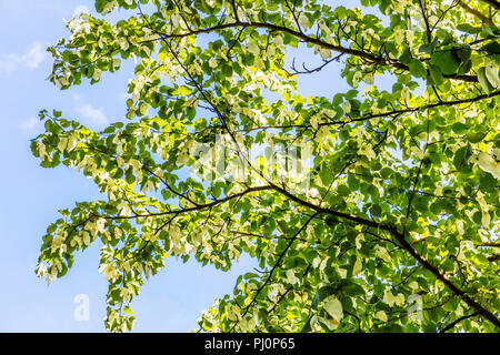 Davidia involucrata, la colomba-tree, fazzoletto tree, tasca fazzoletto tree, ghost tree, fazzoletto di foglie di albero, un fazzoletto di fiori di albero, Foto Stock