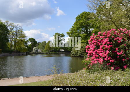 Paesaggio di Dunham Massey Altrincham rododendri e lago Foto Stock