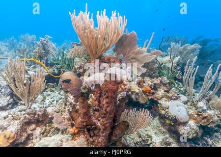 Coral reef in mare Carbiiean Foto Stock