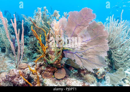 Coral reef in mare Carbiiean Foto Stock