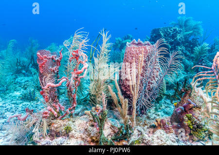 Coral reef in mare Carbiiean Foto Stock