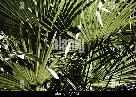 Close-up shot di palm pianta con tonalità e contrasto Foto Stock