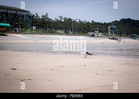 Lonely sea gull permanente sulla spiaggia, Boryung, Corea Foto Stock