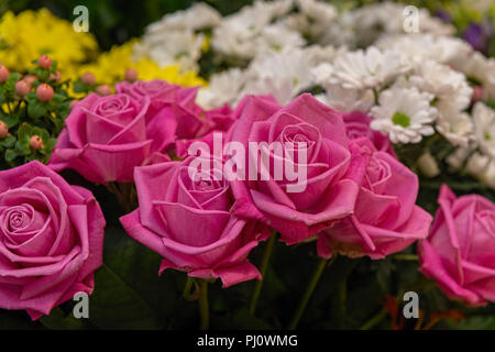 Le rose rosa nel fioraio Foto Stock